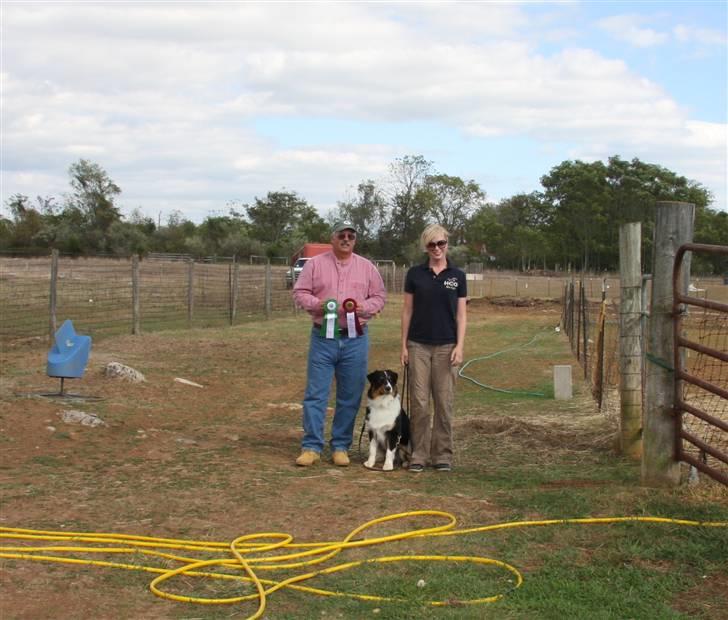 Australian shepherd Travis billede 14