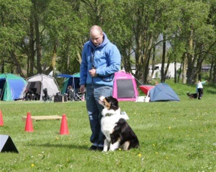 Australian shepherd Travis billede 15