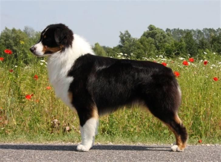 Australian shepherd Travis billede 16