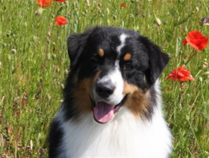 Australian shepherd Travis billede 17