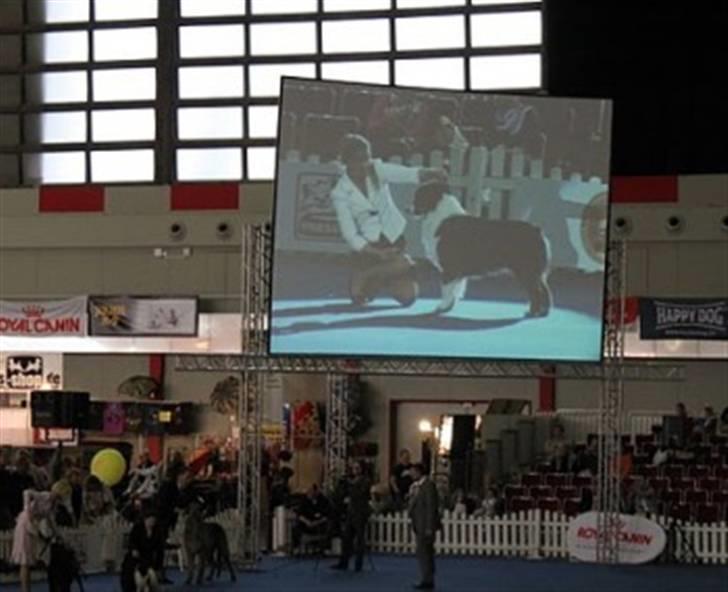 Australian shepherd Travis billede 18