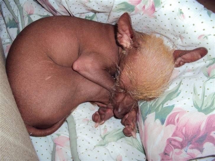 Xoloitzcuintle Lille My - Putte putte sove billede 1