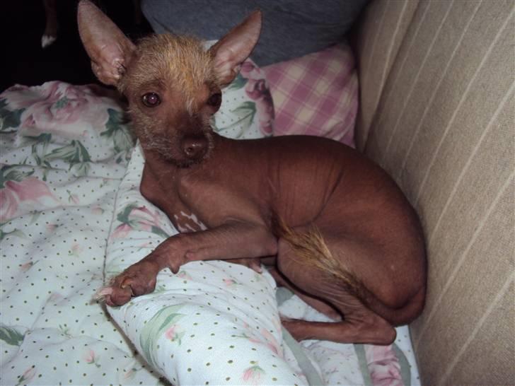 Xoloitzcuintle Lille My - Ups, skete der noget jeg gik glip af.... billede 2
