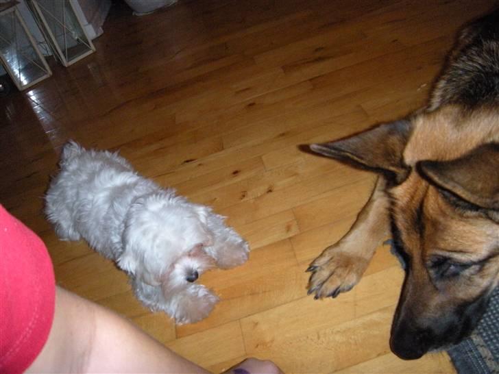 Malteser Molly billede 14