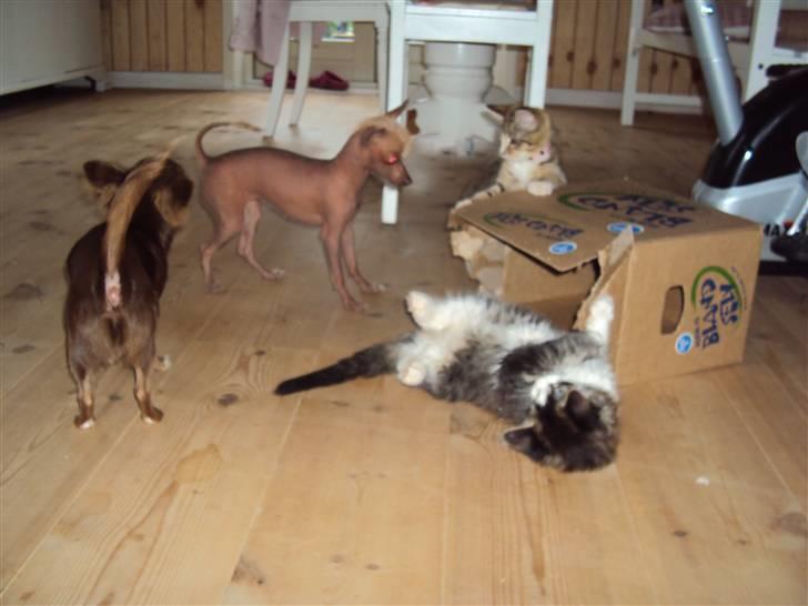 Xoloitzcuintle Lille My - Nogle som vil lege med mig????????? billede 3