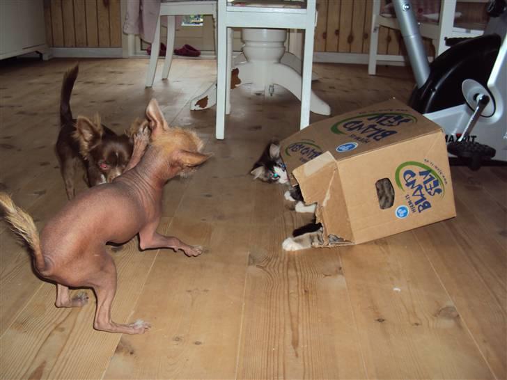 Xoloitzcuintle Lille My - Haij jeg er meget farlig billede 4