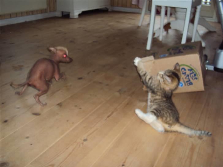 Xoloitzcuintle Lille My - Kan i fange mig.... billede 5