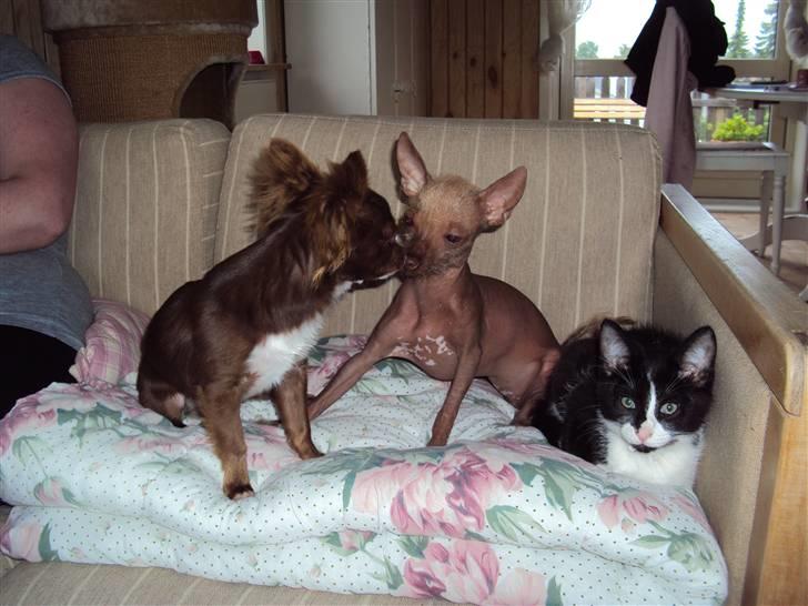 Xoloitzcuintle Lille My - Min kærste og jeg. billede 6