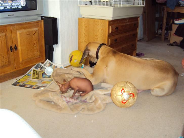 Xoloitzcuintle Lille My - Min største og ældste storesøster hvor vi hygger med kødben... nums billede 7