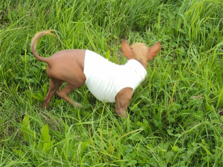 Xoloitzcuintle Lille My - Næ næ, du fik mig ikke på billed.... billede 8