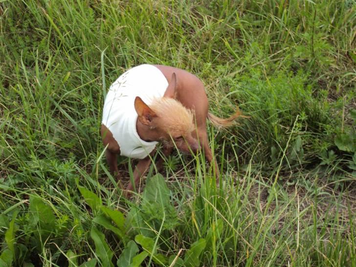 Xoloitzcuintle Lille My - uuuuh, det dufter, så skidt med kameraet. billede 9