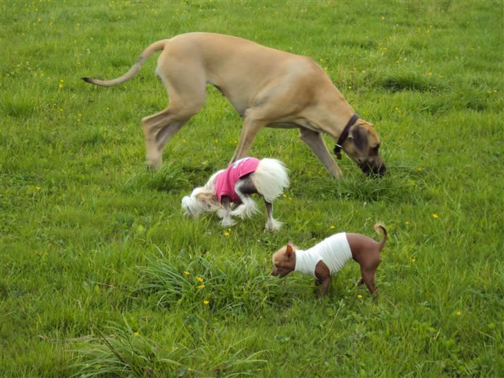 Xoloitzcuintle Lille My - Vi alle 3 ude at blive luftet og nej hvor her dufter godt... hi hi hi billede 10