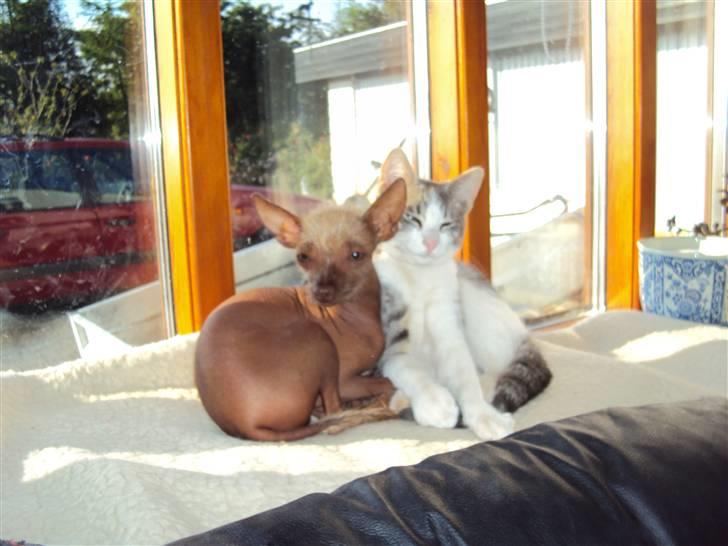 Xoloitzcuintle Lille My - En dejlig varm misse pude at hygge med.... billede 11