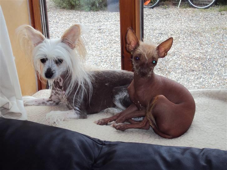 Xoloitzcuintle Lille My - Vi skal da både kunne hygge og så kunne holde øje med det hele. billede 12