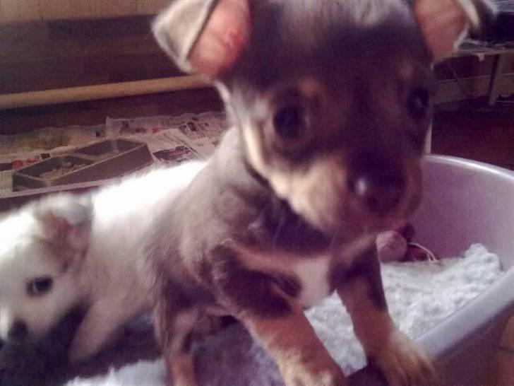 Chihuahua nadia - så er nadia 7 uger den 12/12 2010 billede 20