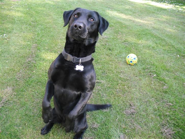 Labrador retriever King billede 5