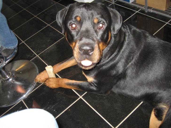 Rottweiler Logan billede 2