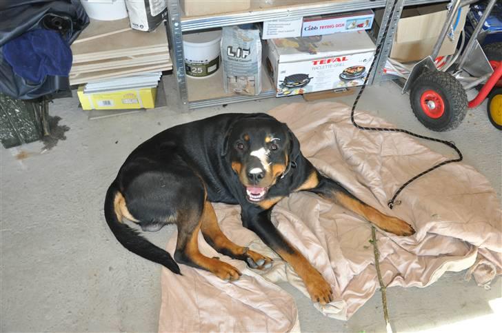 Rottweiler Logan billede 4