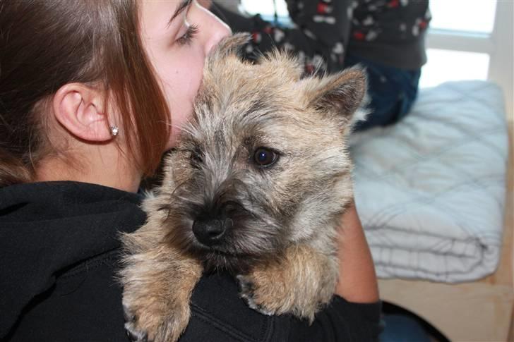Cairn terrier Ludvig Holberg(Barcardi) billede 1