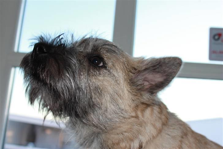 Cairn terrier Ludvig Holberg(Barcardi) - mmh... her lugter godt ^^,  billede 2