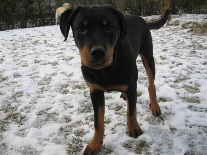 Rottweiler Logan billede 7