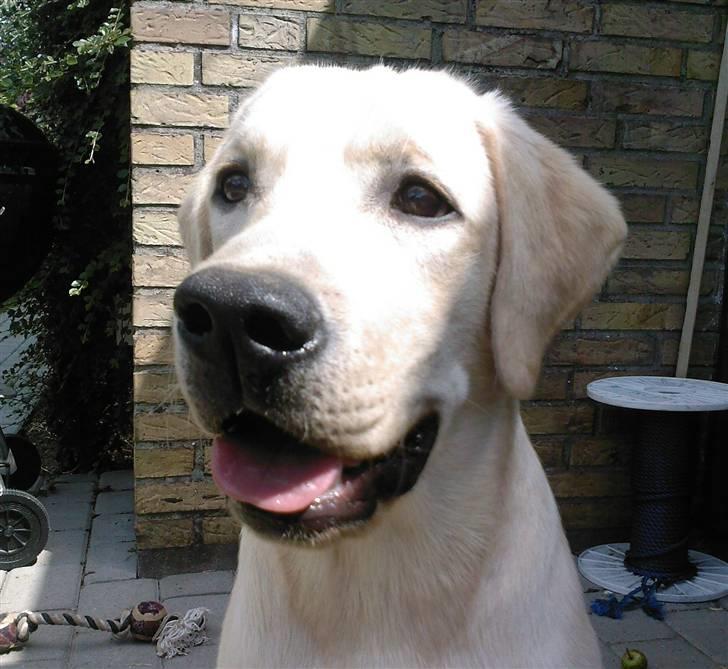 Labrador retriever Cato billede 2