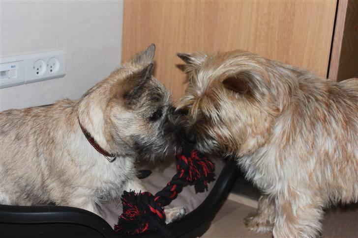 Cairn terrier Ludvig Holberg(Barcardi) billede 3