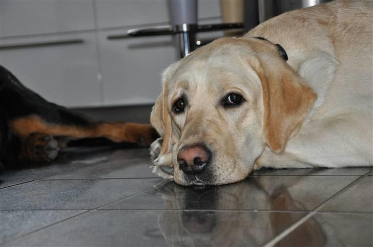 Labrador retriever Cato billede 3