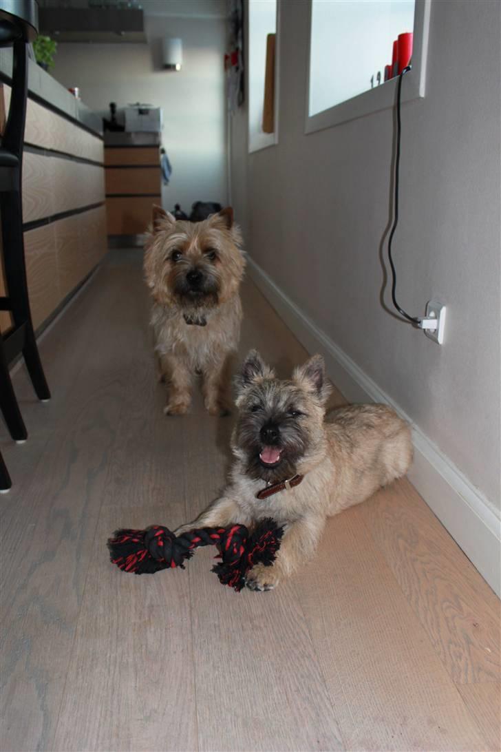 Cairn terrier Ludvig Holberg(Barcardi) - mig og min storebror :-D billede 4