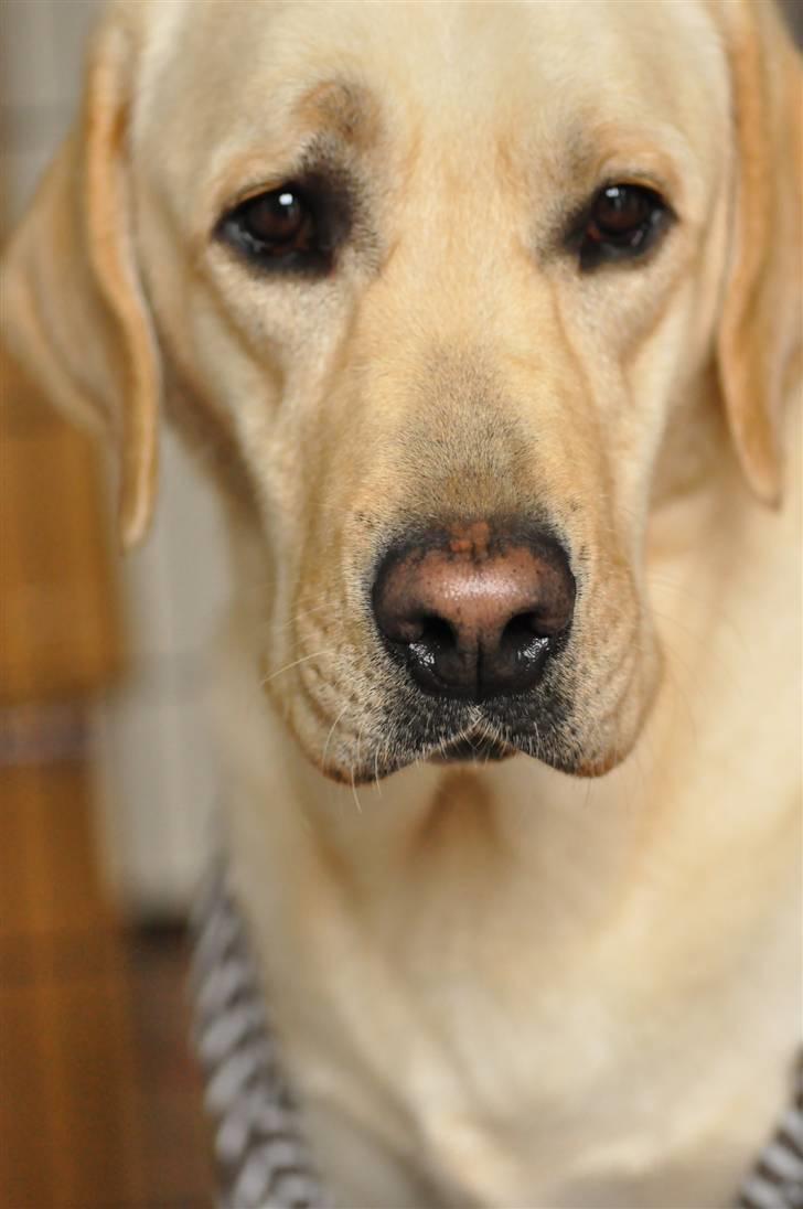 Labrador retriever Cato billede 4