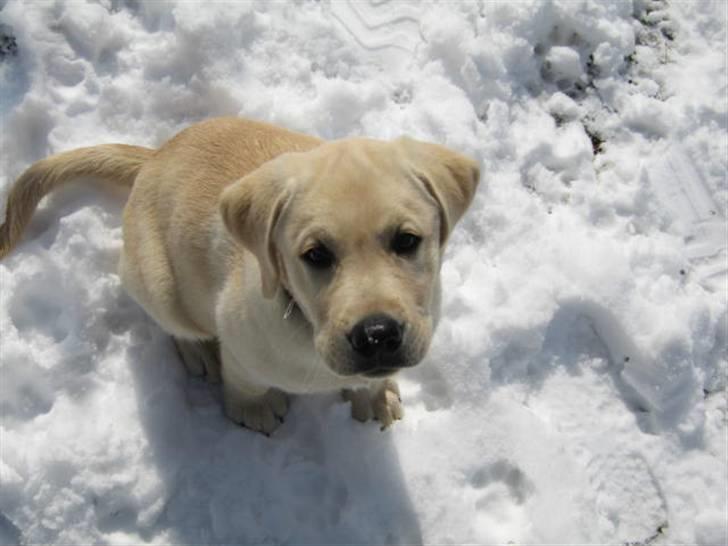 Labrador retriever Cato billede 5
