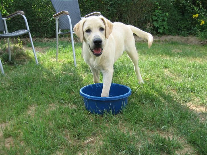 Labrador retriever Cato billede 6