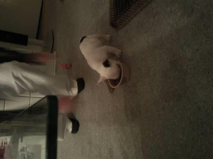 Fransk bulldog Gucci - Den aften vi fik hende med hjem nuurh så lille bitte hun var :) <3 <3 <3 billede 8