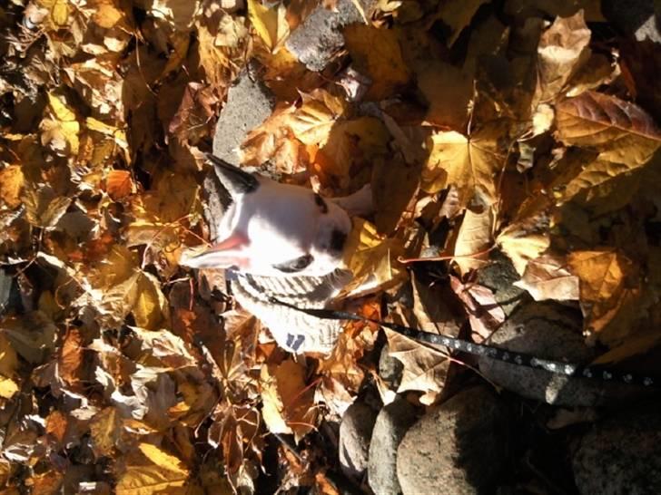 Fransk bulldog Gucci - 1 gang Gucci så blade de var sjove men alligevel lidt skræmende hehe :) billede 9