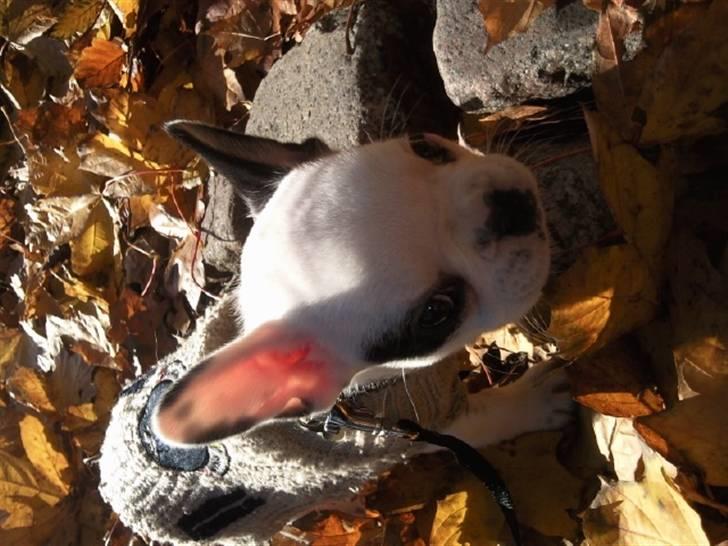 Fransk bulldog Gucci billede 10