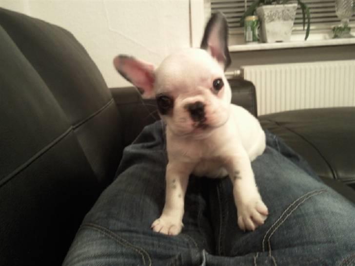 Fransk bulldog Gucci - Hmm mor hvad laver du lige hvad er det for en ting du holder der hehe :) billede 11