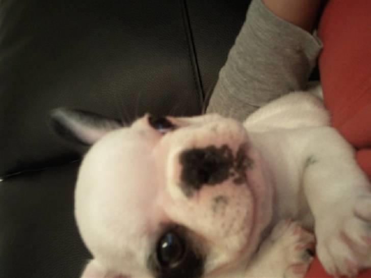 Fransk bulldog Gucci - Er jeg ikke bare sød :) billede 12