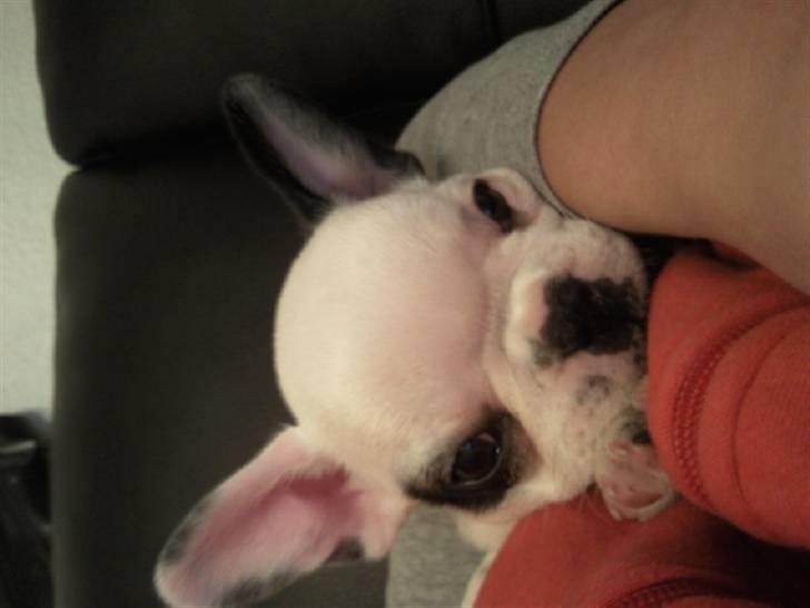 Fransk bulldog Gucci - Hmmm gad vide hvad Gucci tænker på her hun ligner en som er ude på lidt ballade hehe :) billede 13