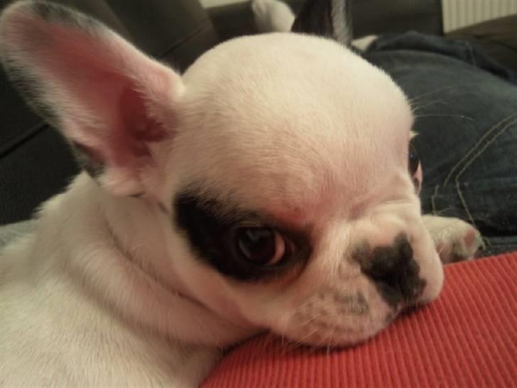 Fransk bulldog Gucci - Gucci din bølle :) billede 14