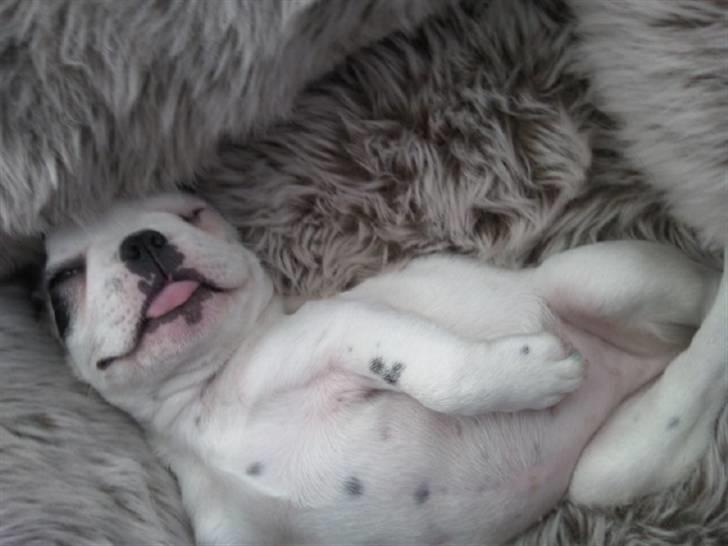 Fransk bulldog Gucci - Gucci kan sove på de mest mærkelige måder :) billede 15
