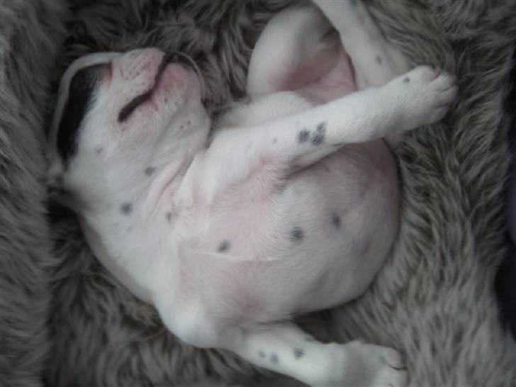 Fransk bulldog Gucci - Gucci får en lur helt krøllet sammen hehe. billede 16