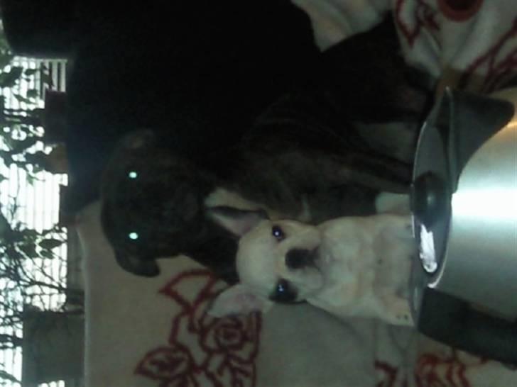 Fransk bulldog Gucci - Gucci som baby og Mulle pigen :) billede 17