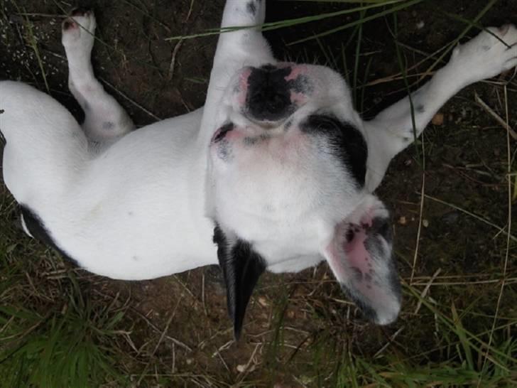 Fransk bulldog Gucci - Gucci elsker at være med far ude at fiske <3 billede 18