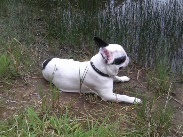 Fransk bulldog Gucci - Hmmm kommer der ikke snart en fisk mere hehe :) billede 19