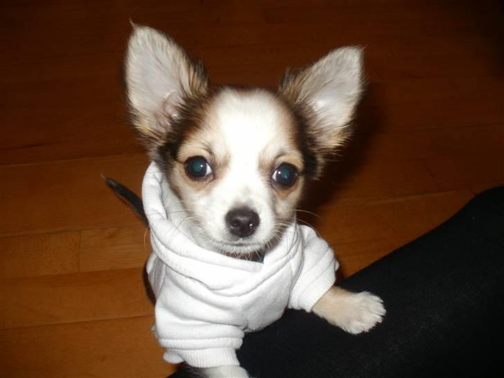 Chihuahua Smølfen billede 1