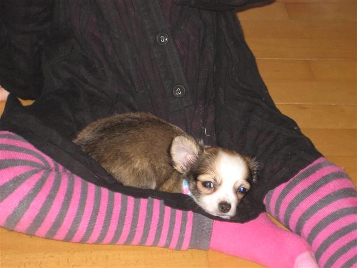 Chihuahua Smølfen billede 3