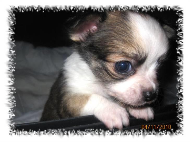 Chihuahua Smølfen billede 4