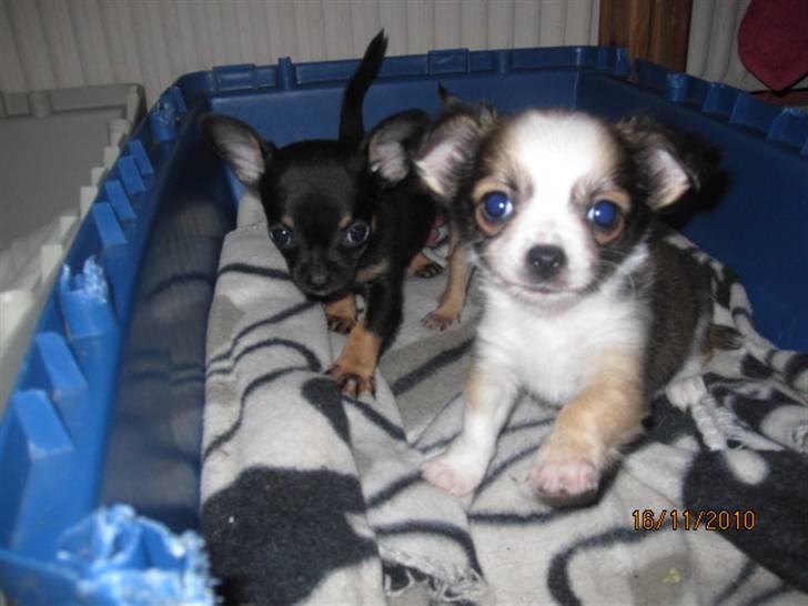 Chihuahua Smølfen billede 9