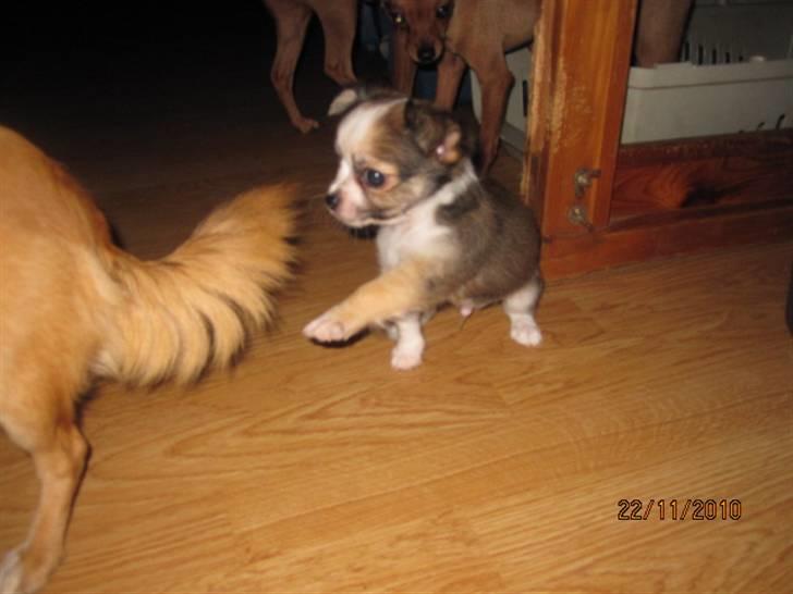 Chihuahua Smølfen billede 10