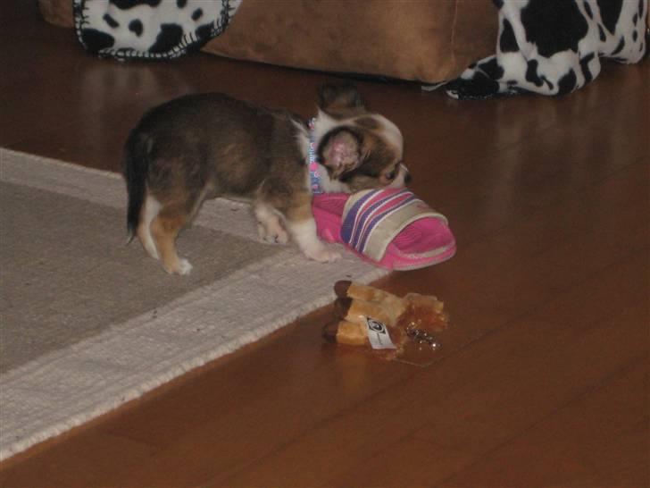 Chihuahua Smølfen billede 11